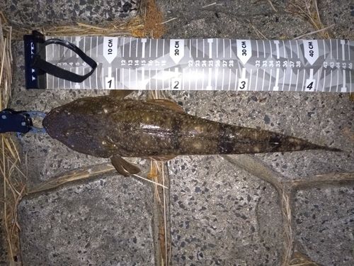 マゴチの釣果