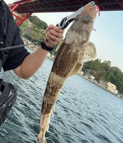 マゴチの釣果