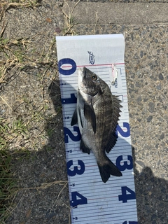 クロダイの釣果