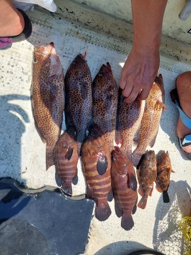 オオモンハタの釣果