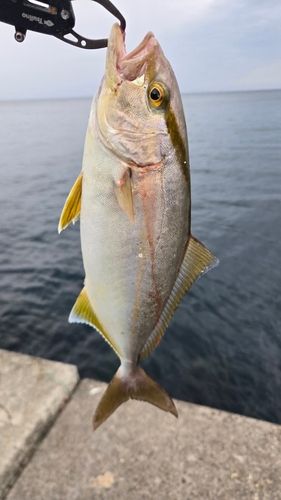 ショゴの釣果
