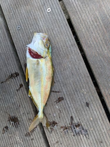 ショゴの釣果
