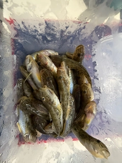 マハゼの釣果
