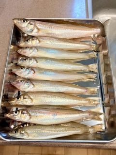 キスの釣果