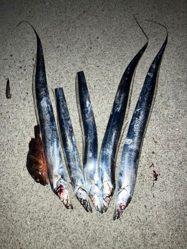 タチウオの釣果