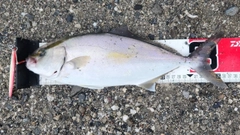 ショゴの釣果