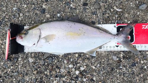 ショゴの釣果
