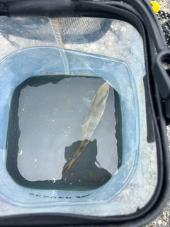 ショゴの釣果