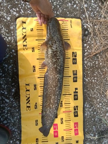 ナマズの釣果