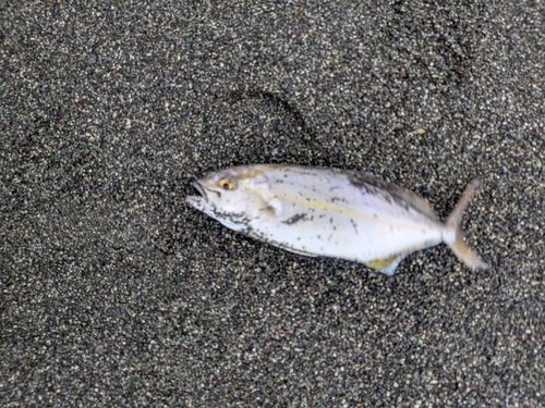 ショゴの釣果