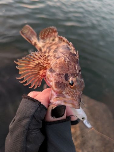カサゴの釣果