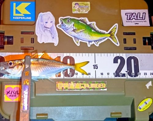 マアジの釣果