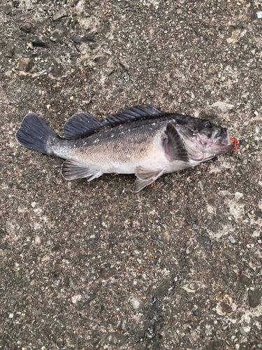 クロソイの釣果