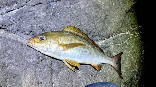 イサキの釣果