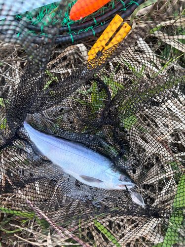 ヒメマスの釣果