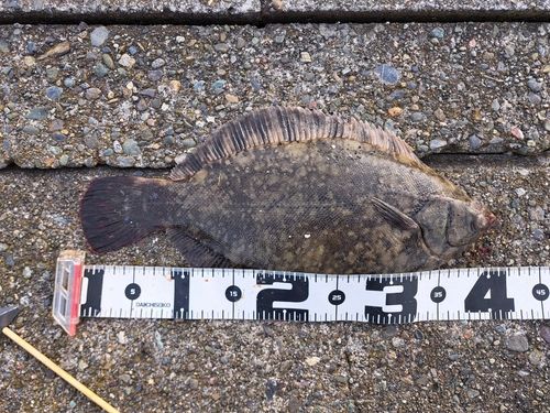 クロガシラガレイの釣果