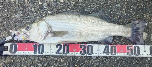 スズキの釣果