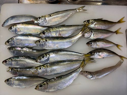 ママカリの釣果