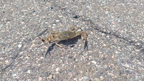 イシガニの釣果