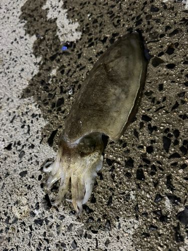 コウイカの釣果