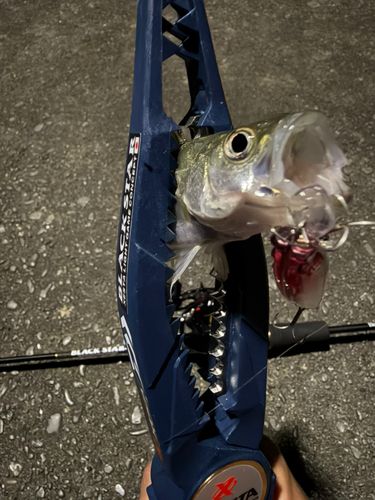 セイゴ（マルスズキ）の釣果