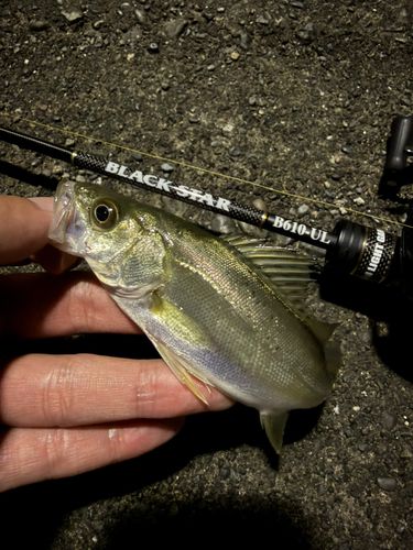 セイゴ（マルスズキ）の釣果