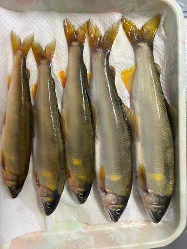 アユの釣果
