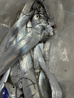 タチウオの釣果