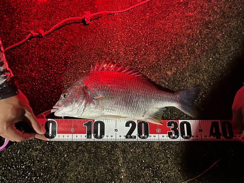 キビレの釣果
