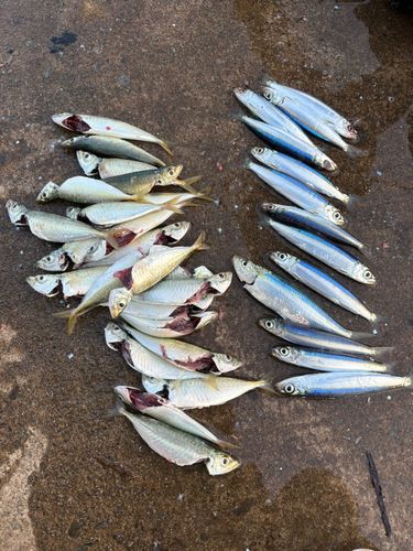 アジの釣果