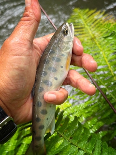 ヤマメの釣果