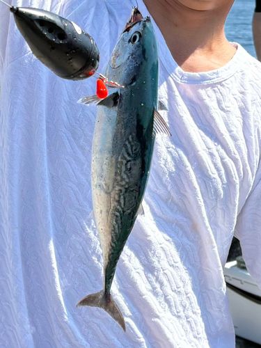 ソウダガツオの釣果