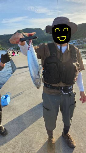 ソウダガツオの釣果