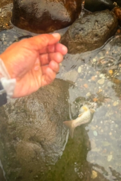 イワナの釣果