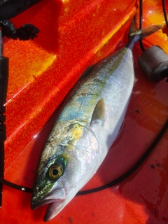 ヤズの釣果