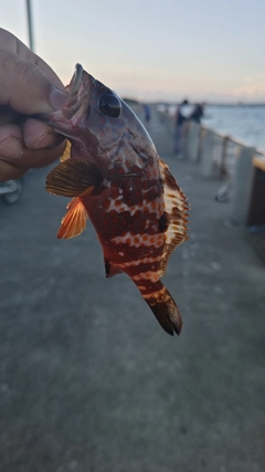 キジハタの釣果