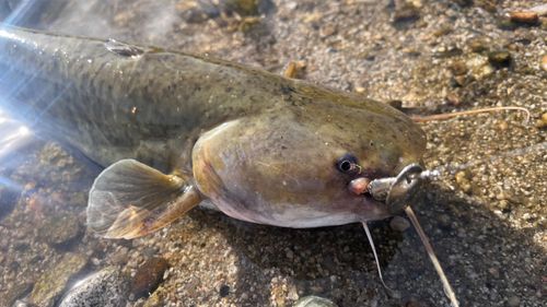 ナマズの釣果