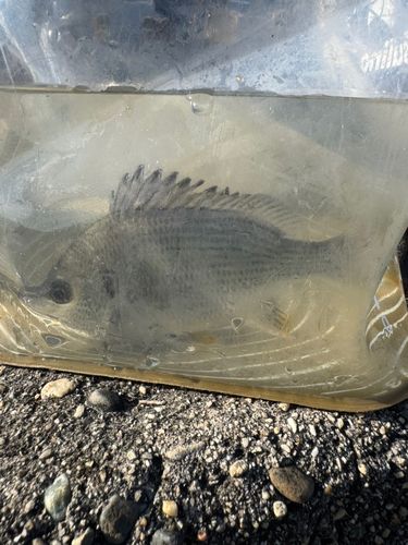 ハゼの釣果