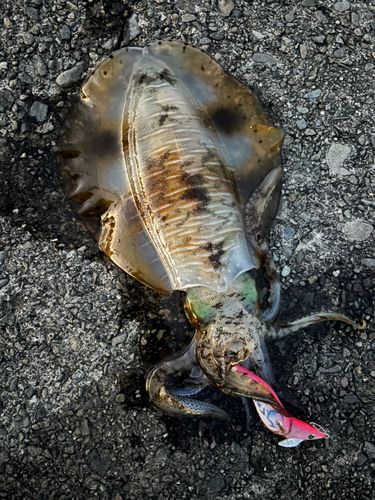 アオリイカの釣果