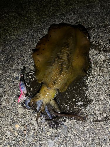アオリイカの釣果
