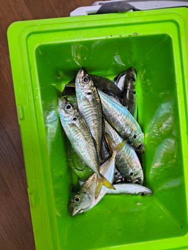 マアジの釣果