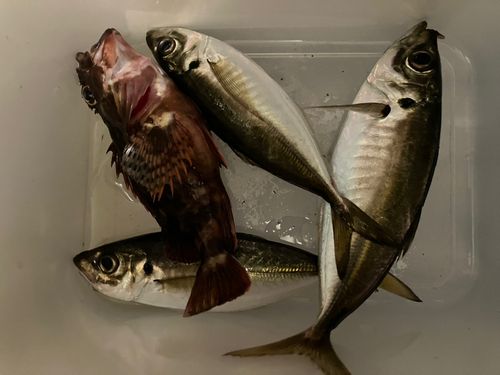 アジの釣果