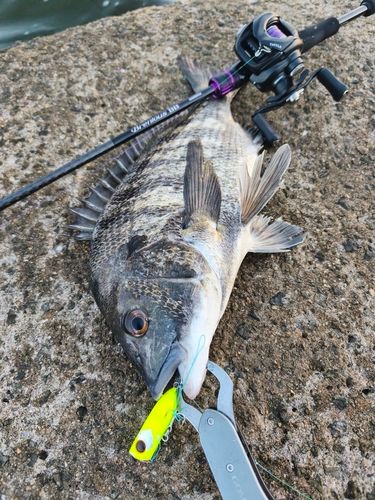 チヌの釣果