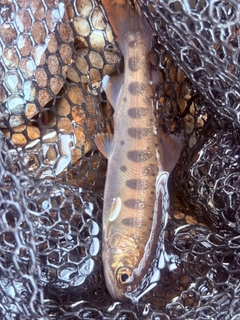 ヤマメの釣果