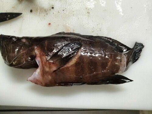 キジハタの釣果