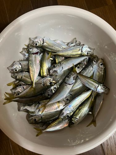 アジの釣果