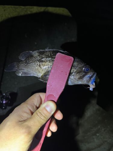 クロソイの釣果