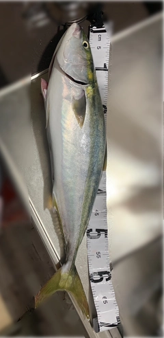 イナダの釣果
