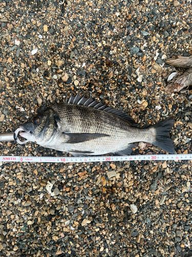 クロダイの釣果