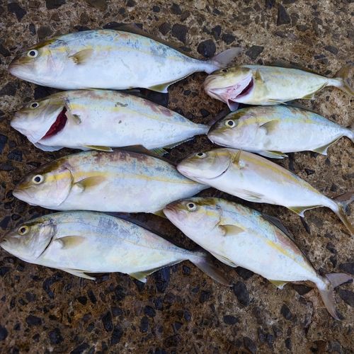ネリゴの釣果